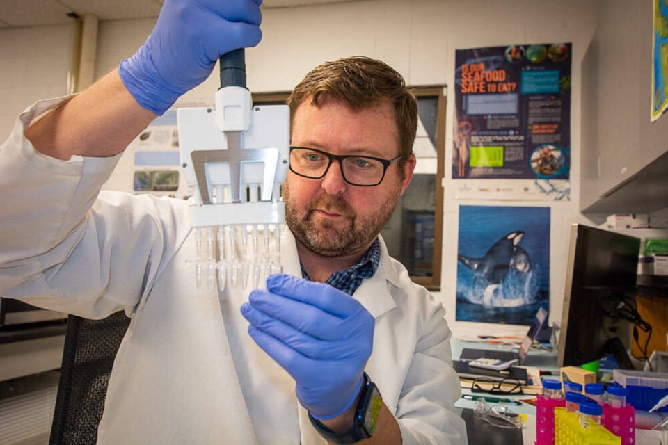 Research scientist Adam Warner with the Raincoast Conservation Foundation uses specialized tools to extract genetic information from whales' fecal matter. | Nick Laba / North Shore News 