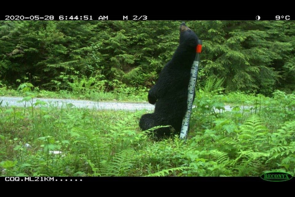 A black bear scratches his back on a snow-level gauge at the Coquitlam watershed in May of 2020. | Metro Vancouver 