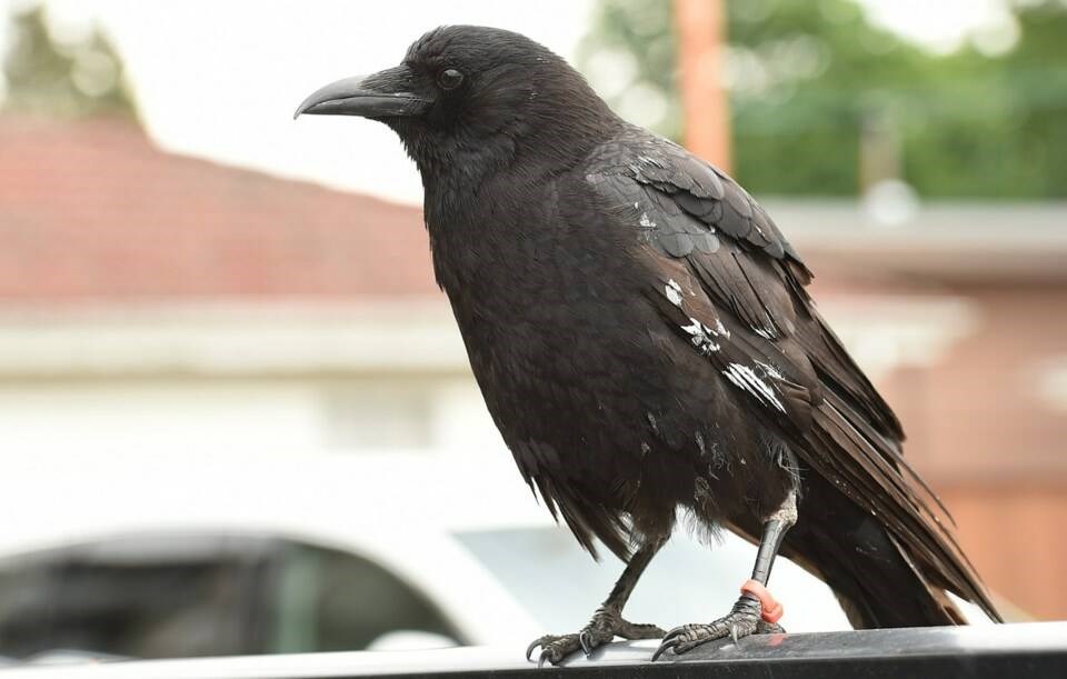 web1_canuck-the-crow-photo-dan-toulgoet