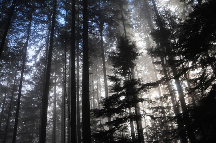 West Vancouver council has indicated it plans to designate 2,500 acres of forested 'Upper Lands' as park.  | Mike Wakefield / North Shore News