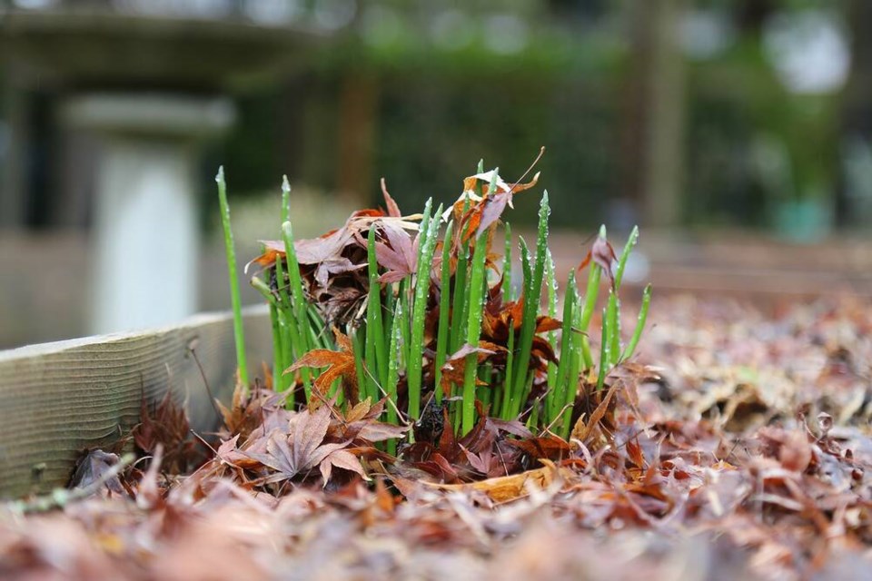 Wild field garlic in January, poking up through vermicomposted, leaf blanketed, raised garden bed. | Laura Marie Neubert 