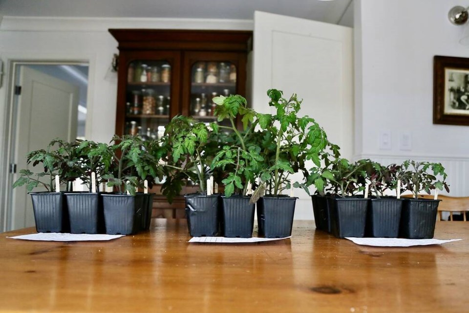 Six week-old tomatoes grown in living soil (centre), flanked by name brand sterile pseudo-soils. | Laura Marie Neubert