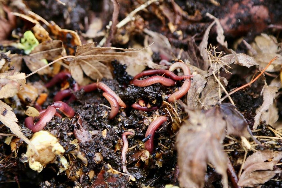 Vermicomposted, well-mulched raised beds teeming with worms and beneficial biology, at -4 C. | Laura Marie Neubert