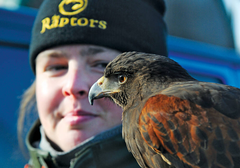 Wildlife management expert Katelyn West with Harris’s Hawk Poquito at the Metro Vancouver’s North Shore Recycling and Waste Centre. The raptor is used to scare off seagulls and other nuisance birds. | Paul McGrath / North Shore News 