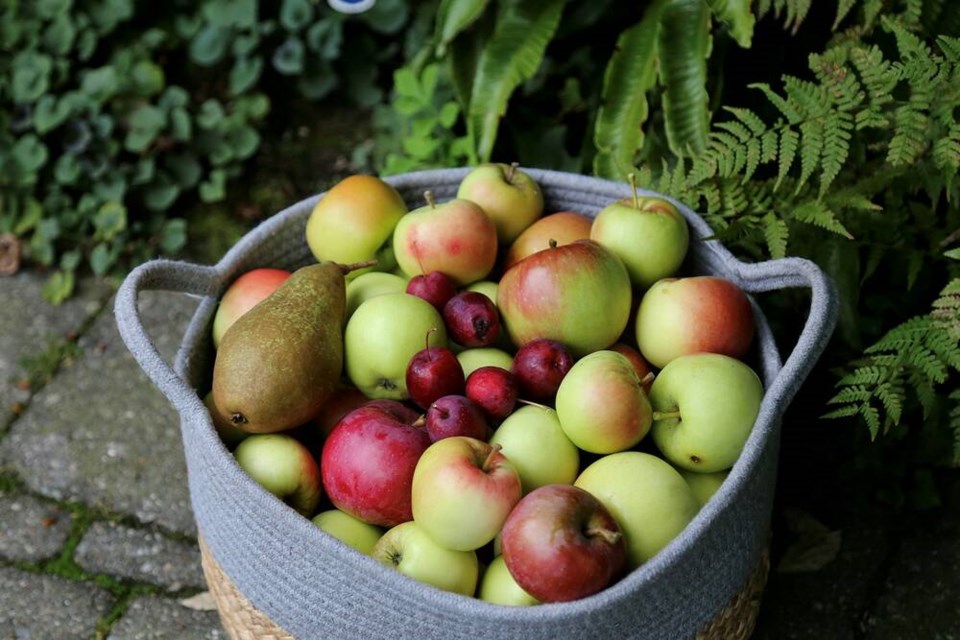 Last of the fall-harvested apples, pears and crabapples from our urban dwarf fruit orchard. | Laura Marie Neubert 