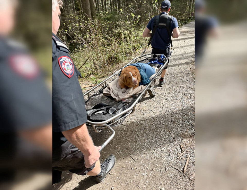 web1_firefighters-recover-dog-fell-over-north-vancouver-waterfall