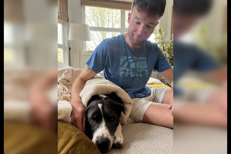 Freeway rests at home with owner Adam Bale following her adventure in the North Shore Mountains. Freeway fell 100 feet from a cliff and spent more than 24 hours lost near West Vancouver’s Cypress Mountain ski resort. | Courtesy of Adam Bale 
