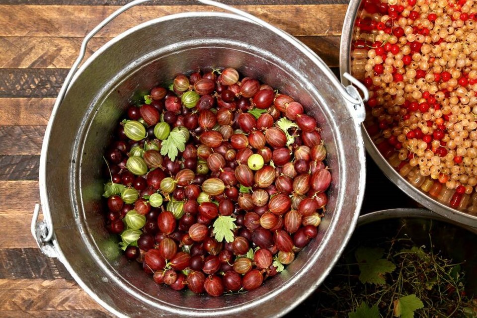 Just-picked red and green gooseberries with jostaberries, as well as red and white currants. | Laura Marie Neubert 