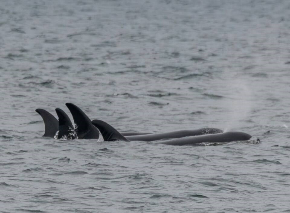 web1_sourthern-resident-killer-whales-jan-23-3