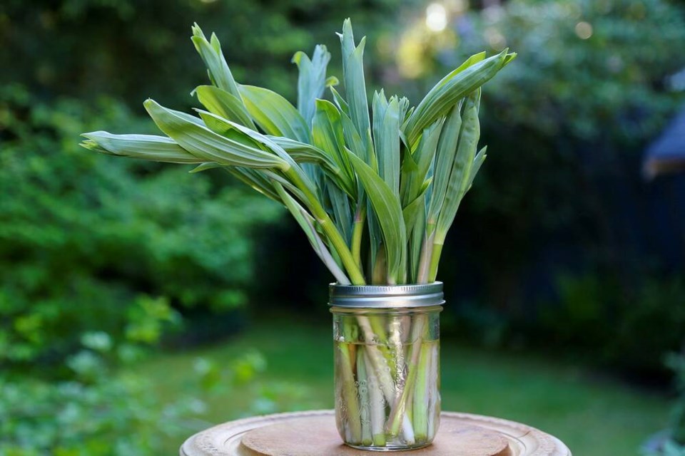 False Solomon’s seal shoots, like asparagus, stay fresh longer refrigerated standing in a bit of water. | Laura Marie Neubert 