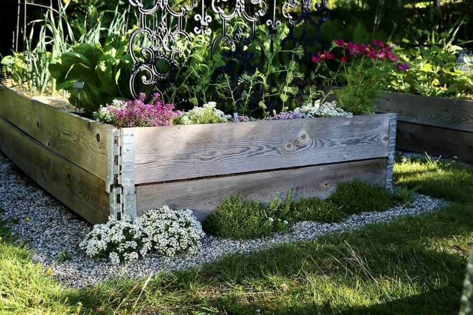 Volunteer sweet alyssum, Irish and Scotch moss, yarrow, spinach and haircap thrive along the margins of raised beds. | Laura Marie Neubert 
