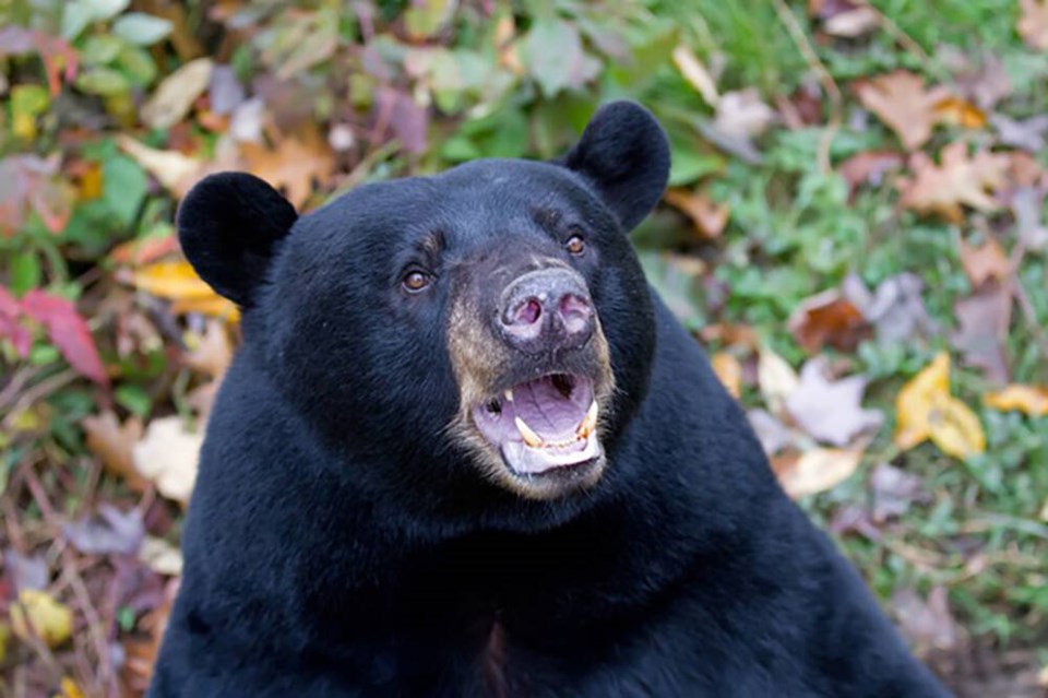 web1_09161827_black-bear