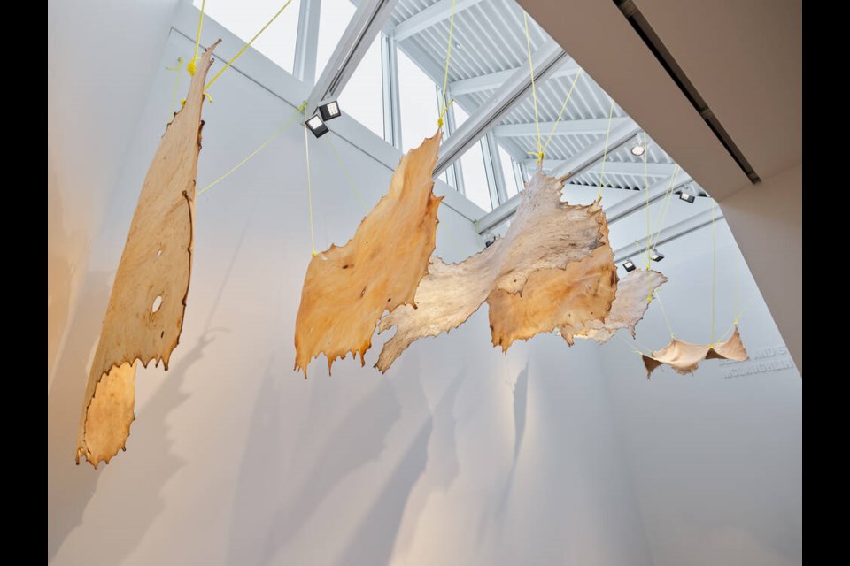 A collection of hides are displayed at The Polygon as part of Sydney Francis Pascal's 'We Raised Ourselves' exhibition. | Dennis Ha