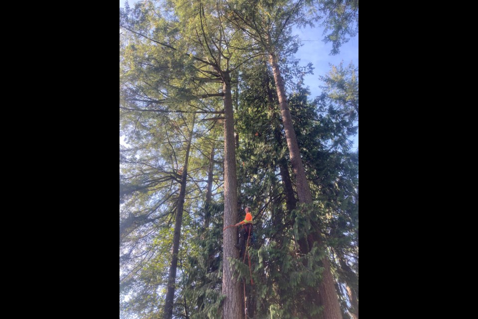 A contractor from Tree Care Pros in North Vancouver makes his way to Steve, a kitty who spent two nights stuck atop a tall tree. | Michelle Johnson