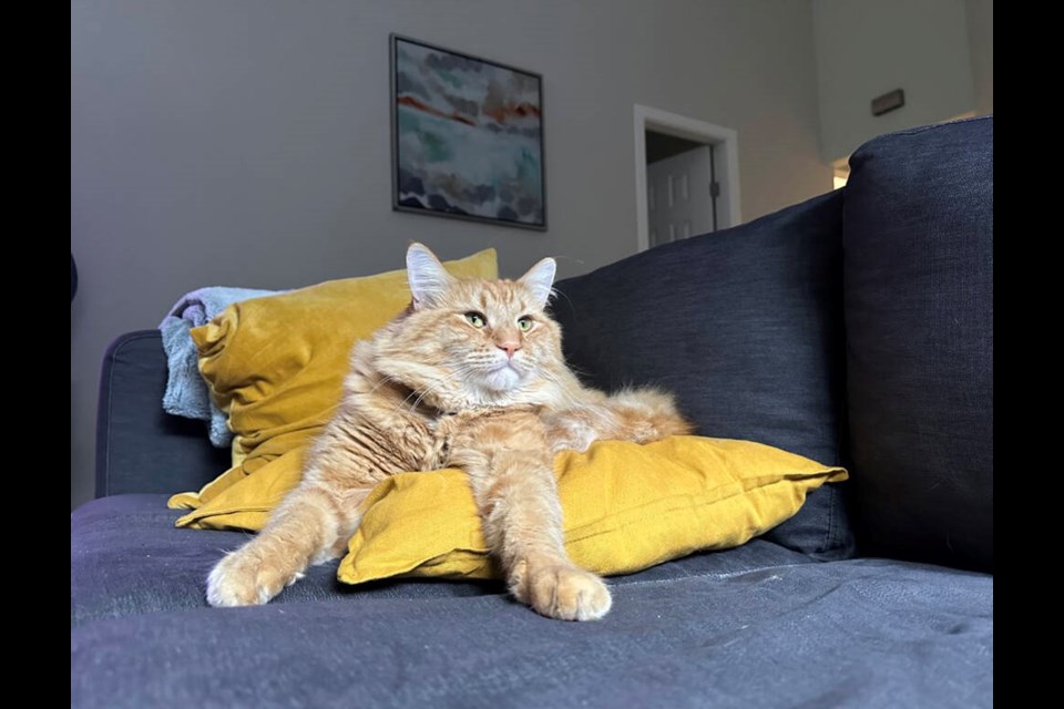 Steve the cat takes a rest, safe at home. | Michelle Johnson