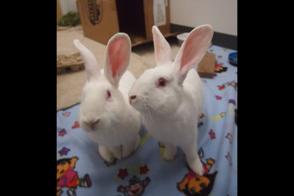 Galinda and Garth are described as being exceptionally charming and intelligent rabbits. | BC SPCA West Vancouver