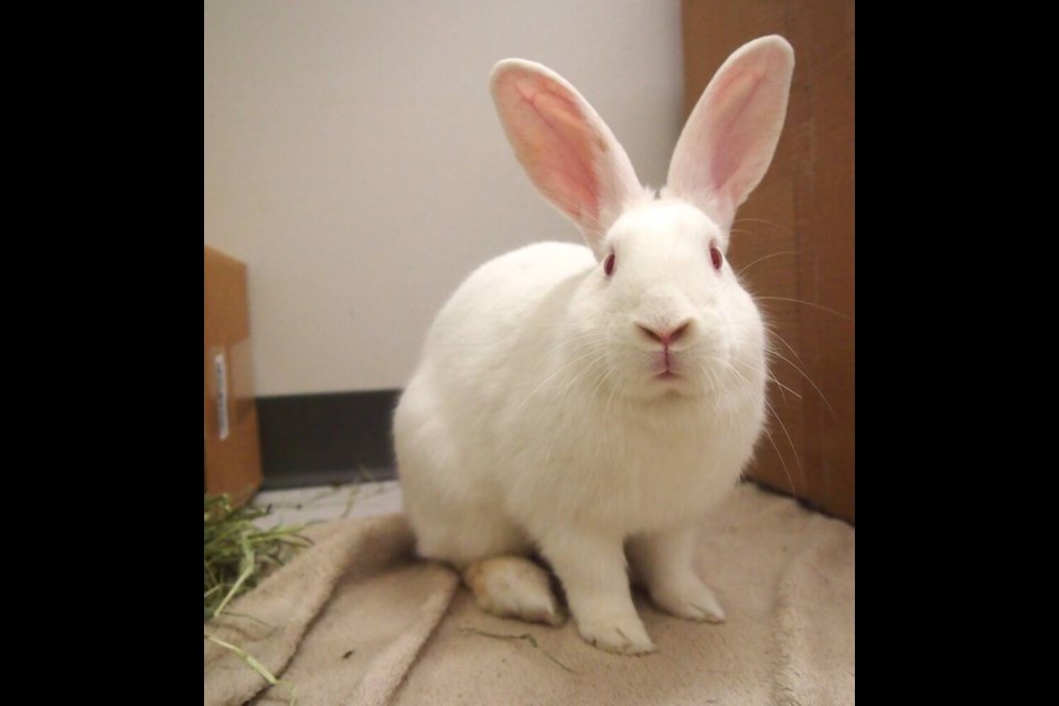 Of the Flemish Giant breed, these buns are one year old and weigh around 3.8 kilograms (8.4 pounds). | BC SPCA West Vancouver