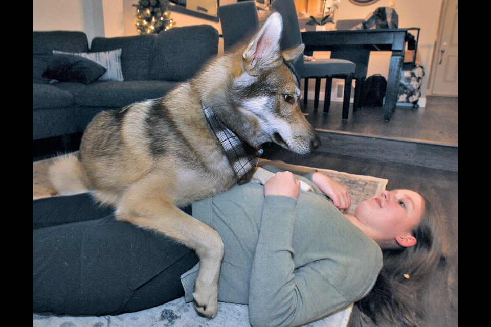 Hannah Watt’s service dog Epix has been trained to lay on her for support if she falls. Hannah was able to be paired with Epix thanks to generosity received through a GoFundMe campaign. | Paul McGrath / North Shore News 