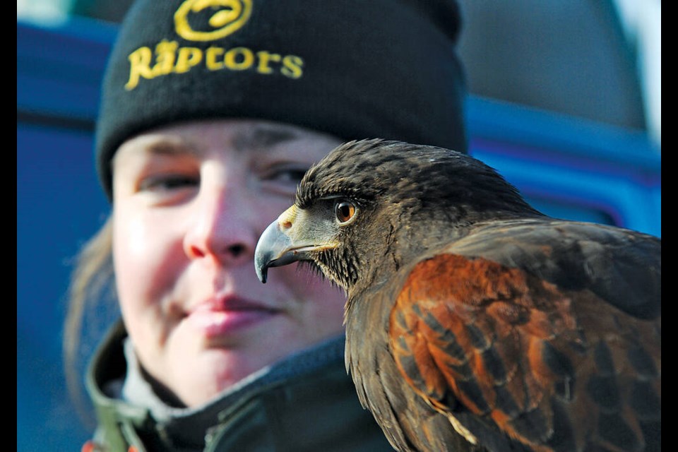 Wildlife management expert Katelyn West with Harris’s Hawk Poquito at the Metro Vancouver’s North Shore Recycling and Waste Centre. The raptor is used to scare off seagulls and other nuisance birds. | Paul McGrath / North Shore News 