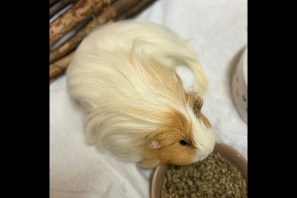 Since she will need regular hair brushing to keep her long locks tangle-free and luxurious, this will be a great way to bond with her. | BC SPCA West Vancouver