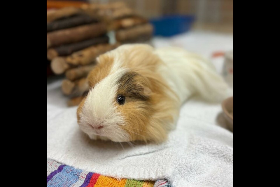 Clover has been quite nervous coming into the shelter, as it’s a big change for her. | BC SPCA West Vancouver