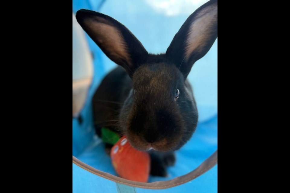 Are you ready to open your heart and home to a delicate, soft-hearted bunny? | BC SPCA West Vancouver 