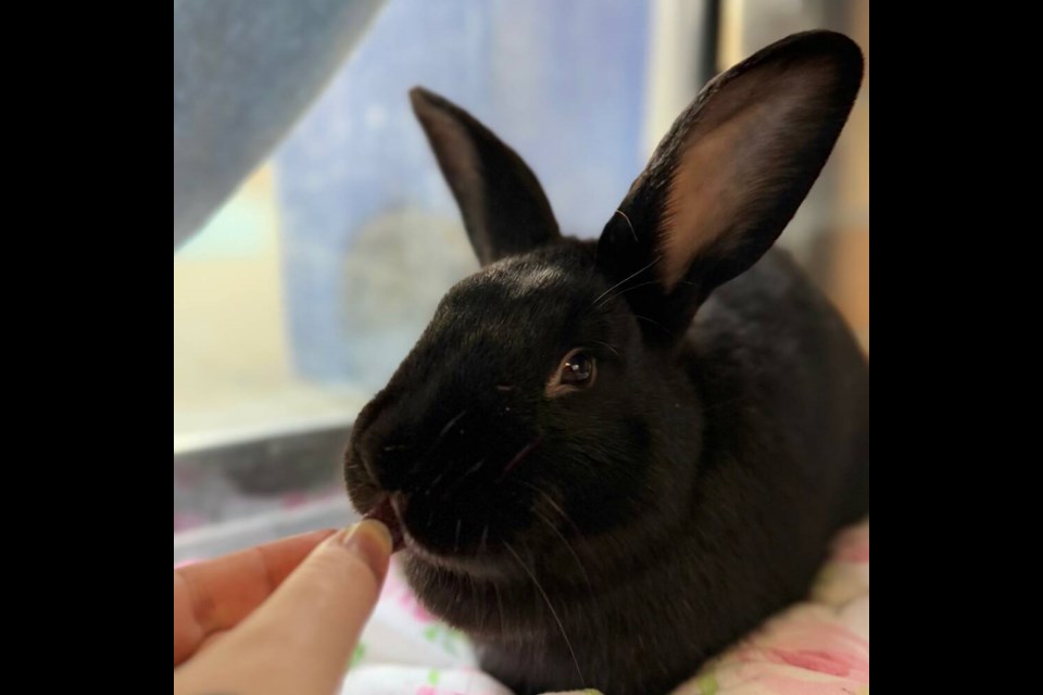 Bernie would thrive with an adopter who understands his need for gentle encouragement. | BC SPCA West Vancouver