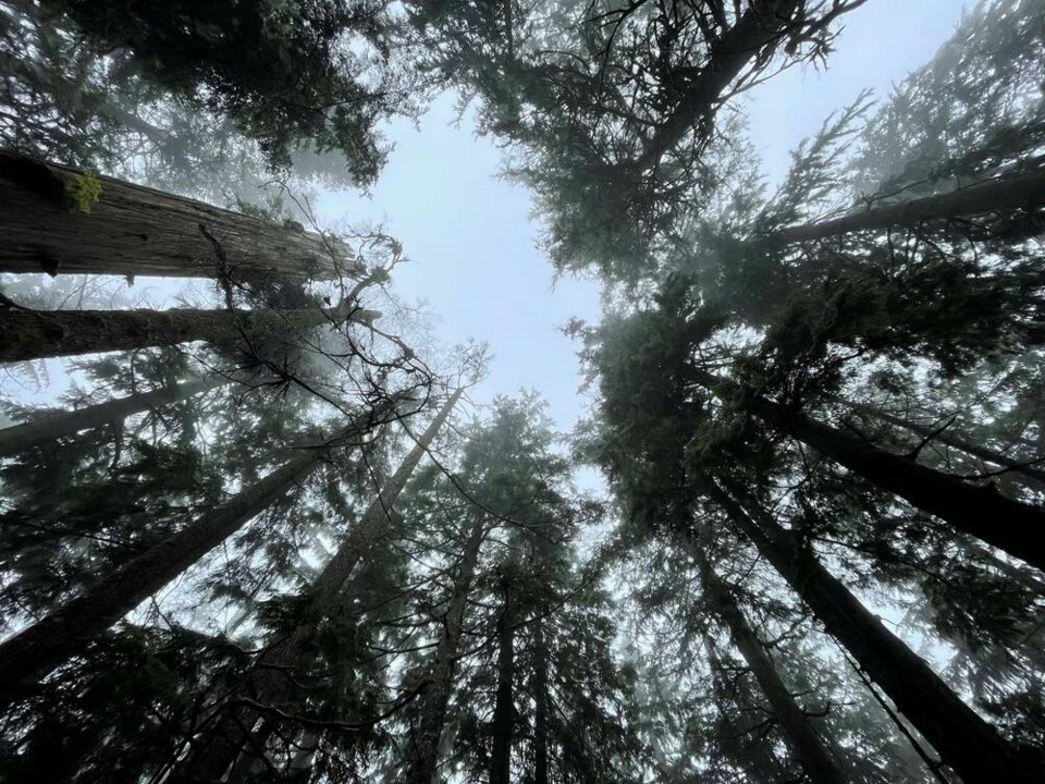 web1_forest-canopy-forest-tour