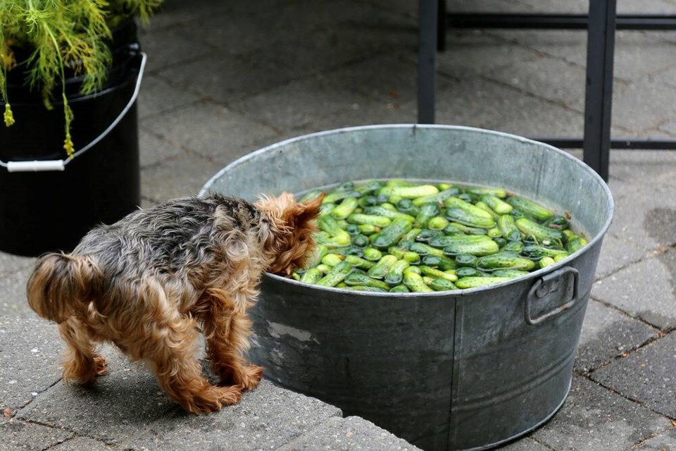 Veggie Dog Dave ‘secretly’ fishing ice cold waters for crunchy cucumber treats. | Laura Marie Neubert 