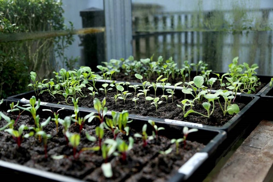 Indoor-sown beets and assorted brassicas, hardened-off and ready for planting. | Laura Marie Neubert 