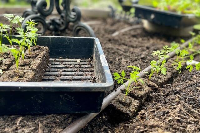 Paris carrots in two-inch soil blocks snugged up against a drip line in a shallow trench, before mulching. | Laura Marie Neubert