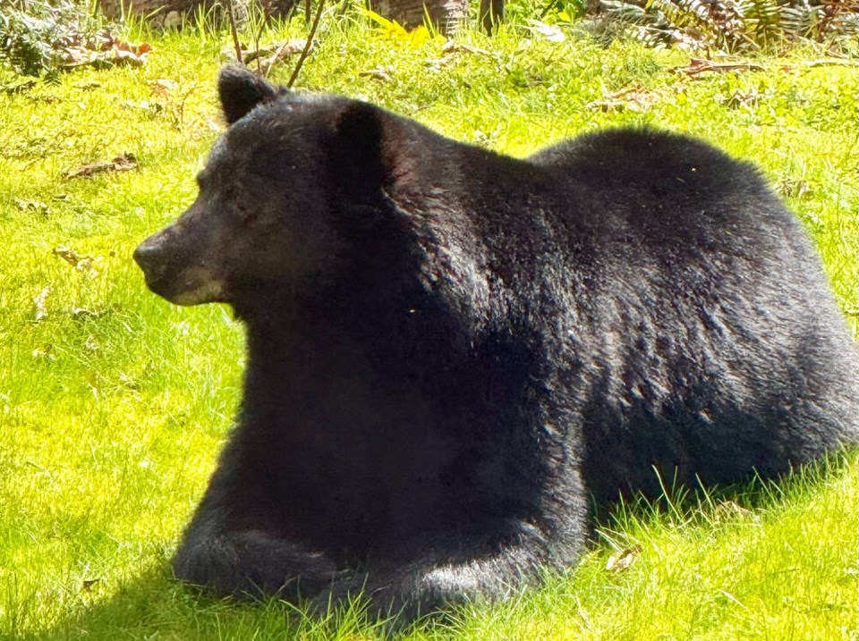 web1_nsn-black-bear