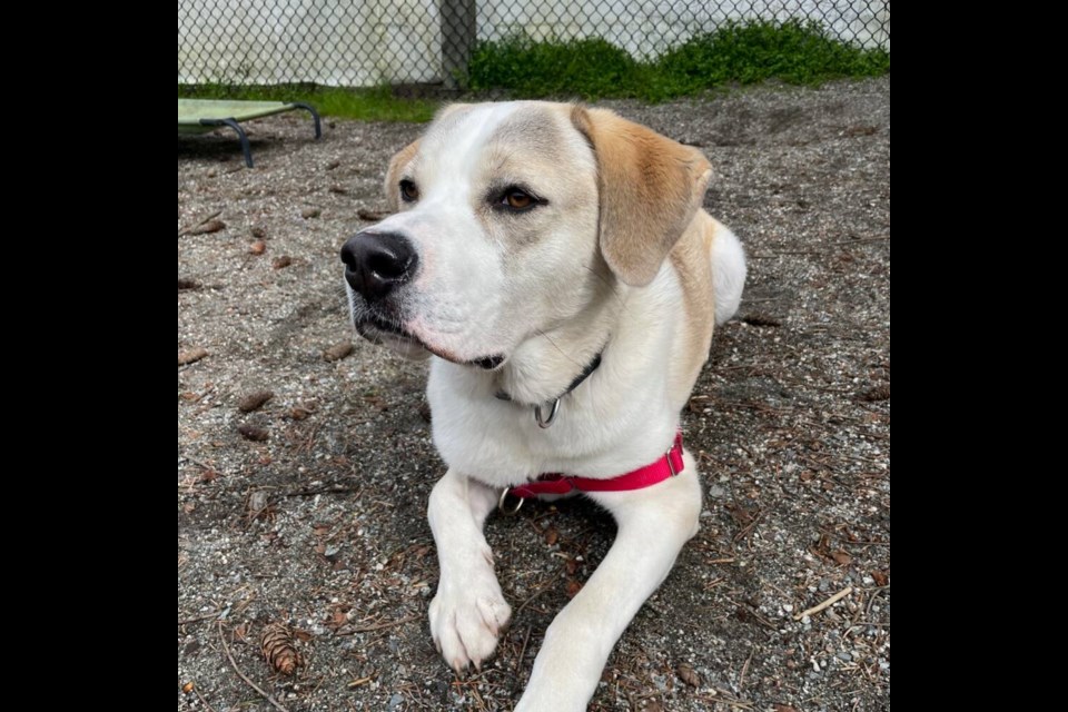 Because of his sweet eyes, quirky attitude and desire for love and affection, Bosco has been a shelter staff favourite. | BC SPCA West Vancouver 