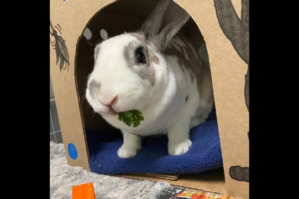 Being a prey animal, Poppy would do best in a home that is patient. | BC SPCA West Vancouver 