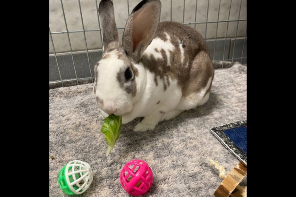 Poppy's favourite veggies are carrot tops, lettuce and basil. | BC SPCA West Vancouver