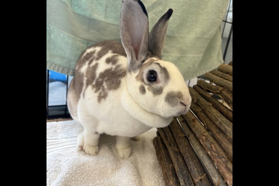 Poppy has been quite shy in her time in shelter, but has warmed up over the last few weeks. | BC SPCA West Vancouver