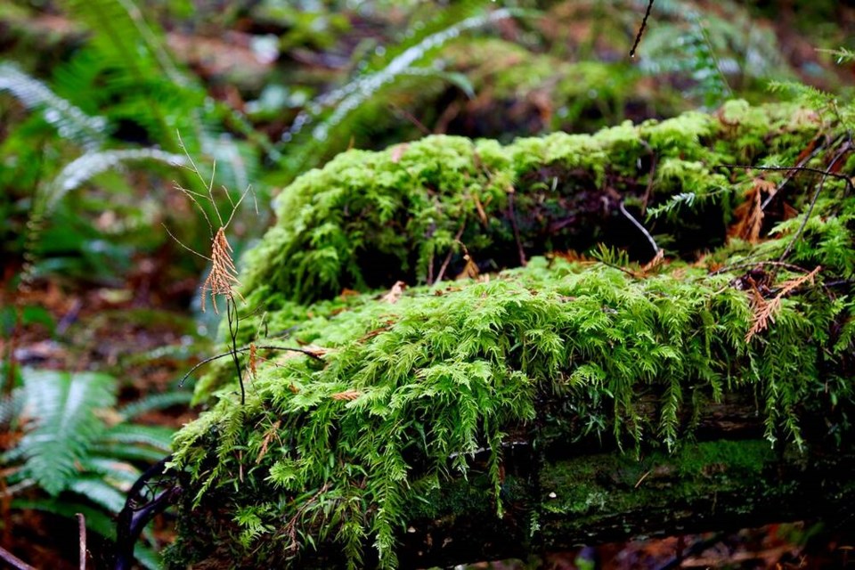 Bryophytes like non-vascular mosses help regulate hydrology by filtering, holding and transiting water and nutrients. | Laura Marie Neubert 