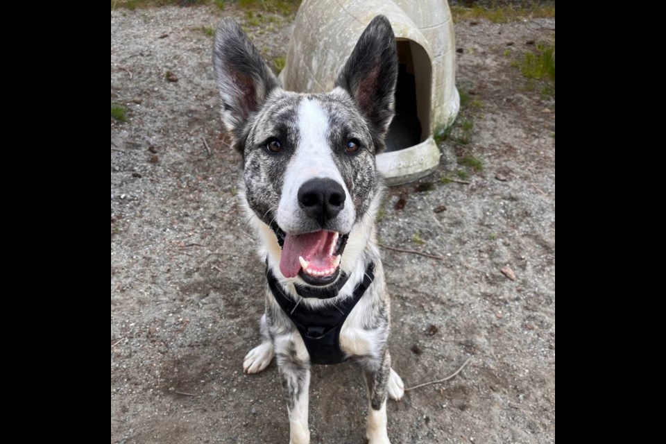 Orwell is a young, excitable boy. | BC SPCA West Vancouver 