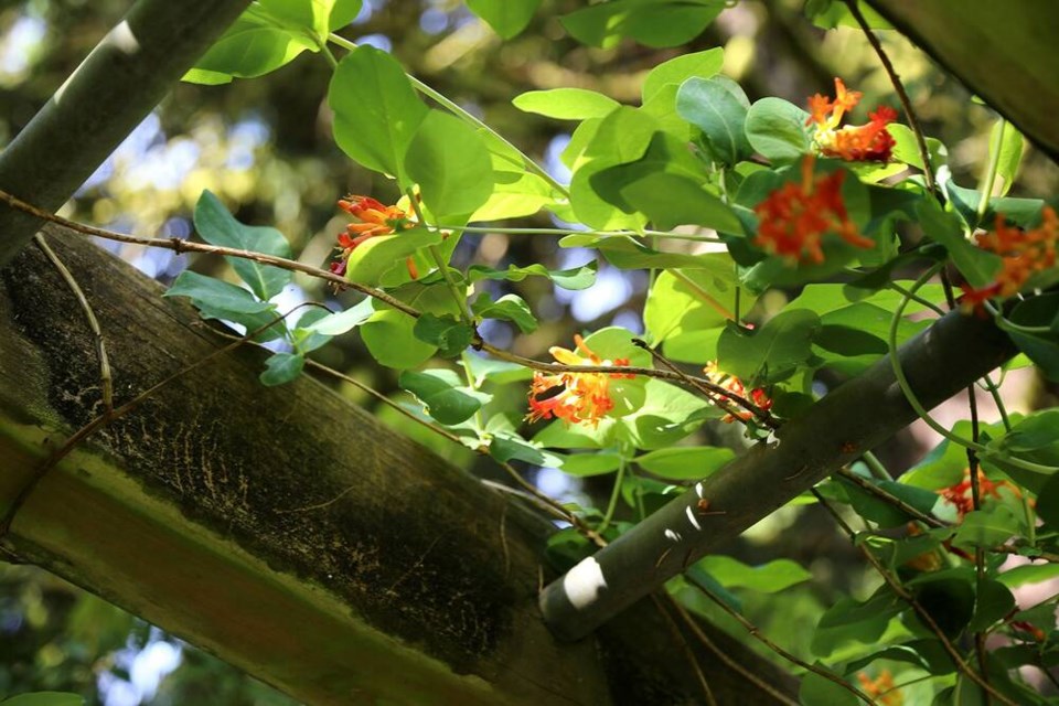 Western trumpet honeysuckle (Lonicera ciliosa) flowers light up the shade, attracting wildlife. 