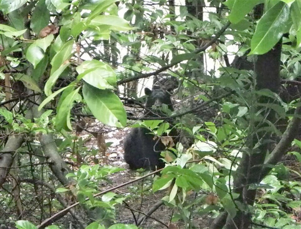 web1_fed-bears-bccos-web