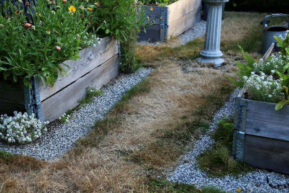 Crispy and downtrodden due to lack of water, traditional lawn looks sad and unsightly. | Laura Marie Neubert 