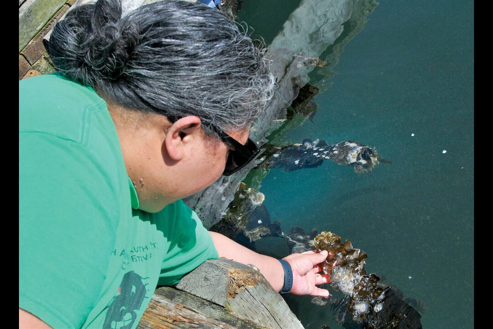 Tsleil-Waututh Nation's cultural and technical specialist Michelle George checks kelp growing on a dock at Cates Park (Whey-ah-Wichen). The Nation is continuing work on a kelp restoration project in Burrard Inlet. | Paul McGrath / North Shore News 