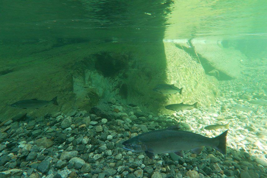 Seymour River Coho (provided by SSS) web