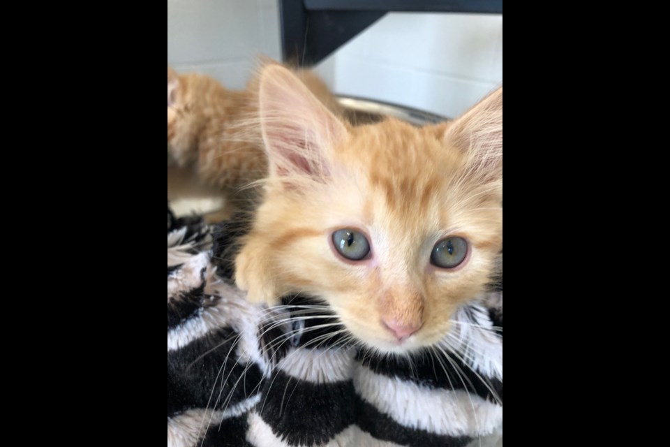 Visit ontariospca.ca/peac to meet animals available for adoption(Photos provided by Second Chance Pet Network)