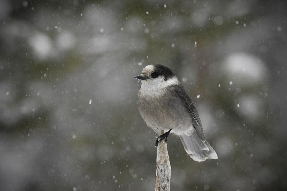 borealmama230111