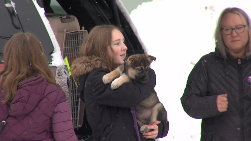 Northern Reach Rescue Network helps 138 rescue dogs from Manitoba. (Photo by Jessah Clement)