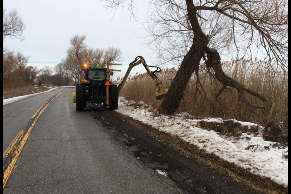 Supplied photo of phragmites at the side of a road.
(courtesy Nature Conservancy of Canada)