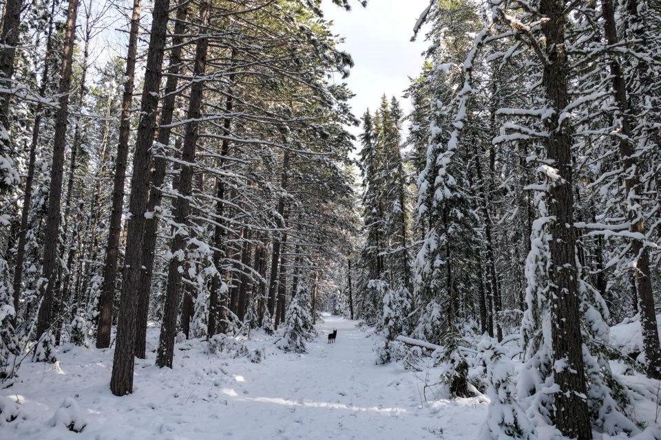 hudson-forest-trail