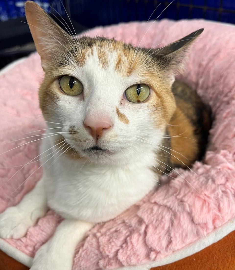 kenora-cat-shelter