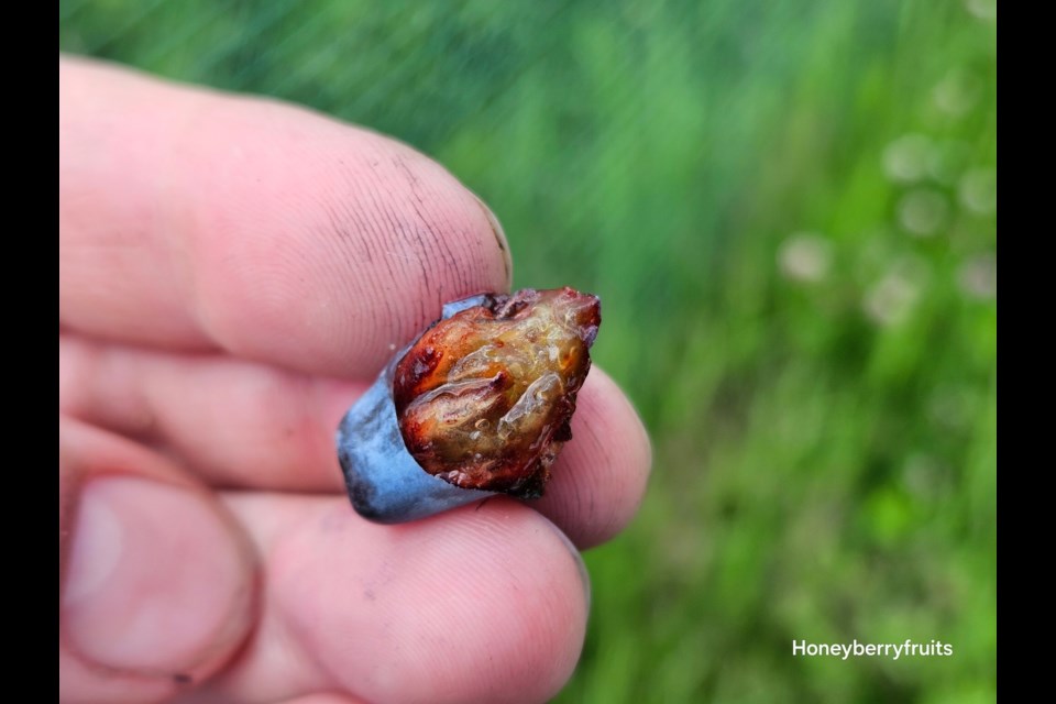 An un-ripe haskap at Honey Berry Fruit Farm on July 19,2025.